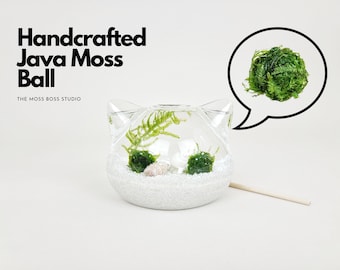 Big Cat Java Moss Ball Terrarium DIY Craft Kit for Office Desk Accessories Mother's Day Gifts Plant Decor Cat Lover's Gifts for Girlfriend