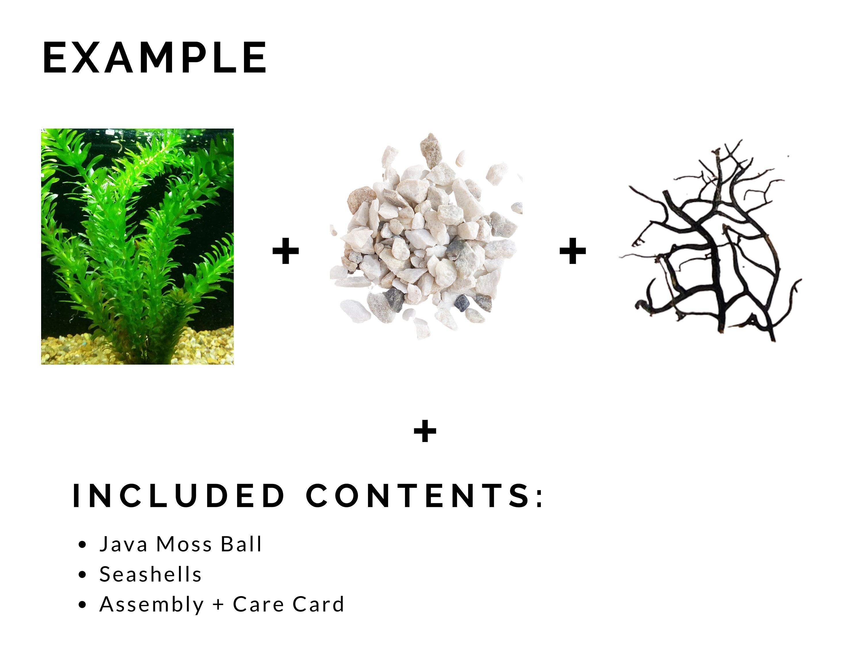 Java Moss Ball Terrarium DIY Craft Kit Aquatic Live Plant - Etsy