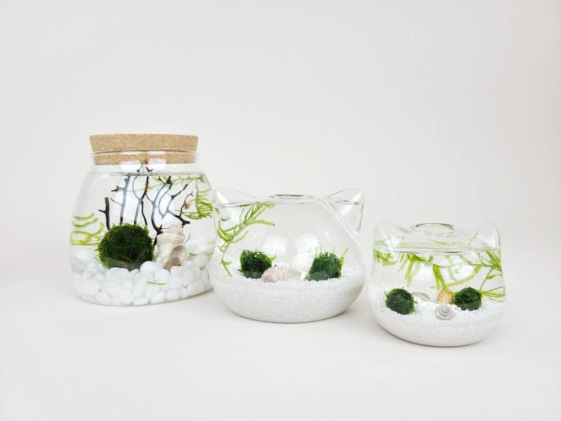 Ro Java Moss Ball Terrarium Kits de créations artisanales pour accessoires de bureau Cadeaux d'anniversaire uniques Cadeau plante d'intérieur pour elle Cadeaux de fête des mères image 5