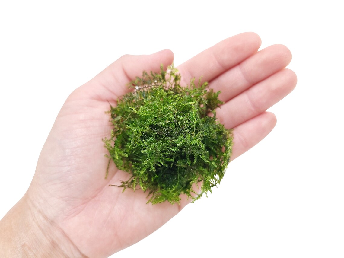 Mini Christmas Moss Mini Xmas Moss Aquarium Moss for Live Etsy