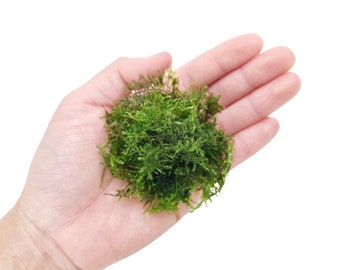 Mini Christmas Moss Mini Xmas Moss Aquarium Moss for Live Planted Tank Aquascape Beginner Live Moss for Aquarium Decoration Terrarium Moss