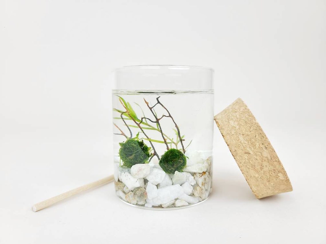Zo Java Moss Ball Terrarium Kit for Office Desk Decor Indoor Etsy