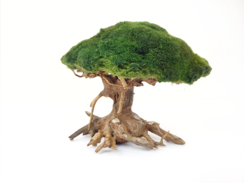Moss Ball Bonsai Tree - bonsai tree Moss Ball Bonsai Tree - bonsai tree