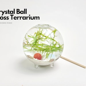 Small Zen Crystal Ball Moss Terrarium DIY Craft Kit for Office Desk Accessories Indoor Plant Gift for Her Father&#39;s Day Gift from Daughter