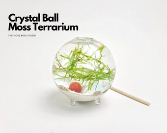 Small Zen Crystal Ball Moss Terrarium DIY Craft Kit for Office Desk Accessories Indoor Plant Gift for Her Valentines Day Gift for Girlfriend