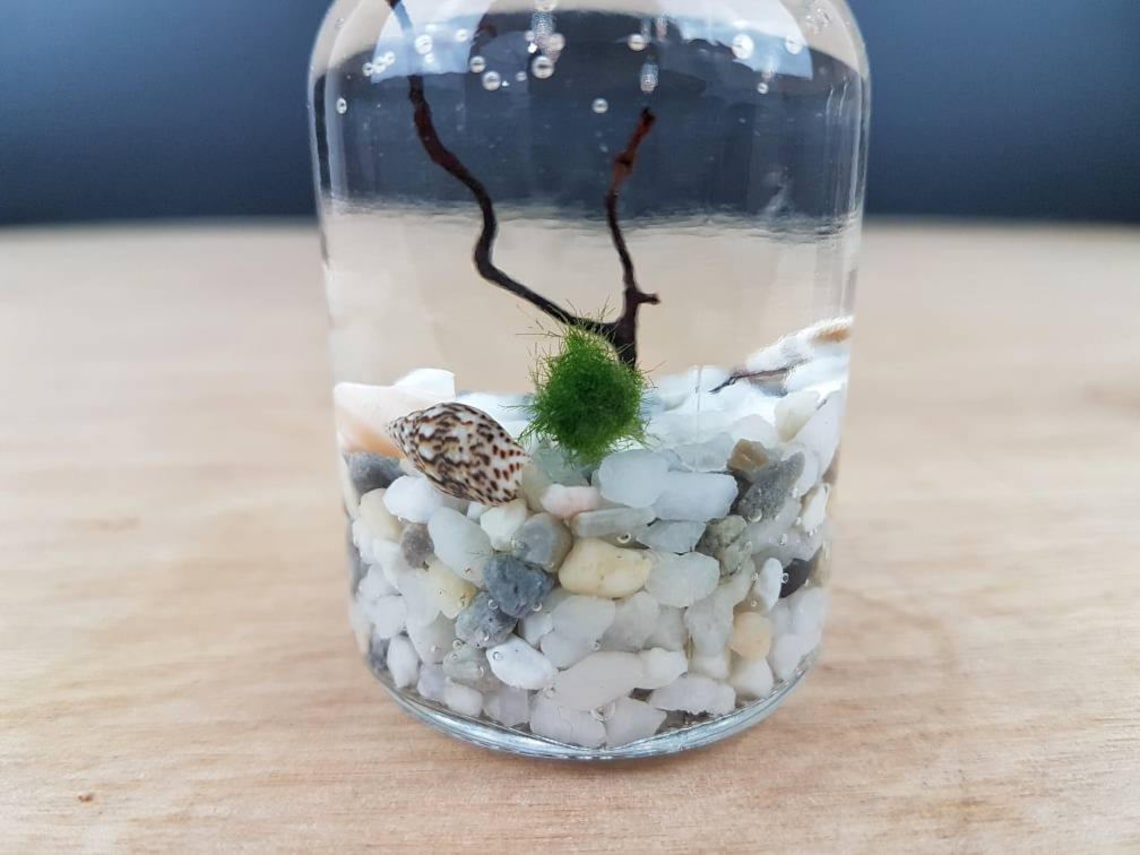Nano Marimo Moss Ball Terrarium Kit DIY Craft Kit Birthday Etsy