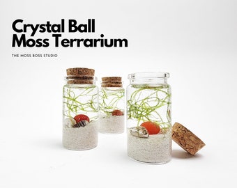 Set of 3 - Rae Mini Crystal Ball Terrarium DIY Craft Kit Home Office Desk Accessories Unique Christmas Day Gift Desk Decor Birthday Gift
