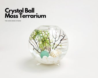 Vi Mini Crystal Ball Moss Terrarium DIY Craft Kit Gift for Office Desk Accessories Fun Indoor Plant Gifts for Her Unique Christmas Day Gifts
