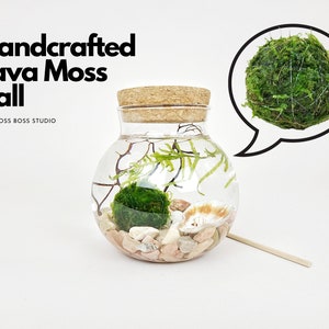 May include: Handcrafted Java Moss Ball in a clear glass jar with a cork lid. The jar contains water, small rocks, a seashell, and a piece of driftwood. The moss ball is green and round. The text "Handcrafted Java Moss Ball" and "THE MOSS BOSS STUDIO" is visible in the image.