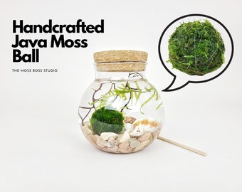 Bea Java Moss Ball Terrarium DIY Craft Kit for Office Desk Accessories Indoor Plant Gifts for Her Birthday Gifts for Her Mother's Day Gifts