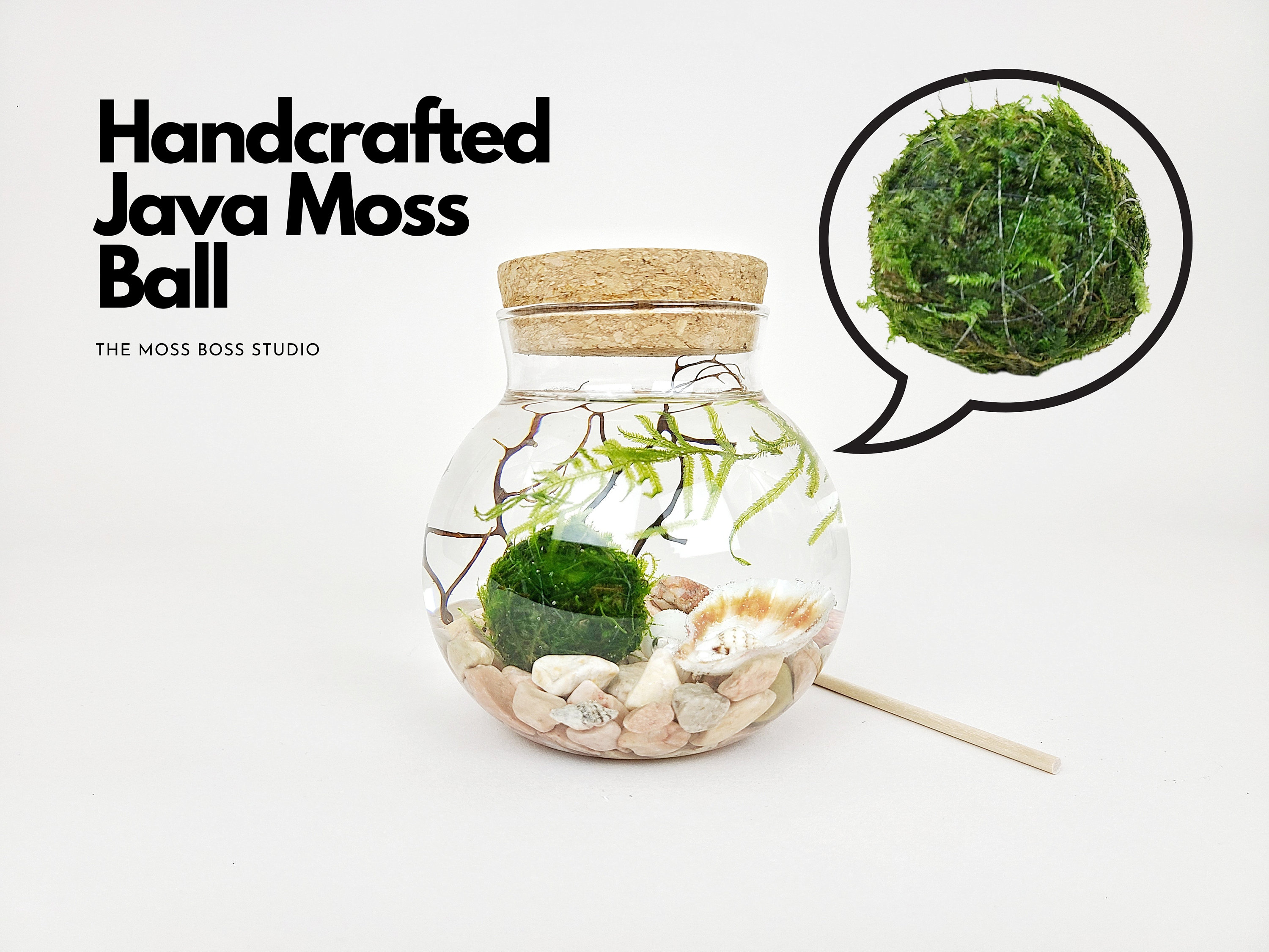 Bea Java Moss Ball Terrarium DIY Craft Kit for Office Desk Accessorie…
