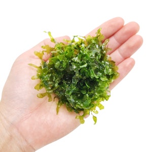 Subwassertang Lomariopsis Lineata Liverwort Planted Tank Live Aquarium Decoration Terrarium Indoor Plant Accessories Easy Live Aquarium Moss