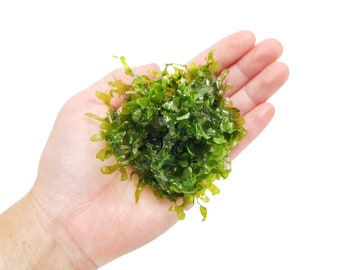 Subwassertang Lomariopsis Lineata Liverwort Planted Tank Live Aquarium Decoration Terrarium Indoor Plant Accessories Easy Live Aquarium Moss