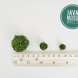 Java Moss Ball Nano Packs Live Aquarium Plant for Terrariums Decorations Indoor Plants Gift Holiday Favors Unique Gifts For Her image 3