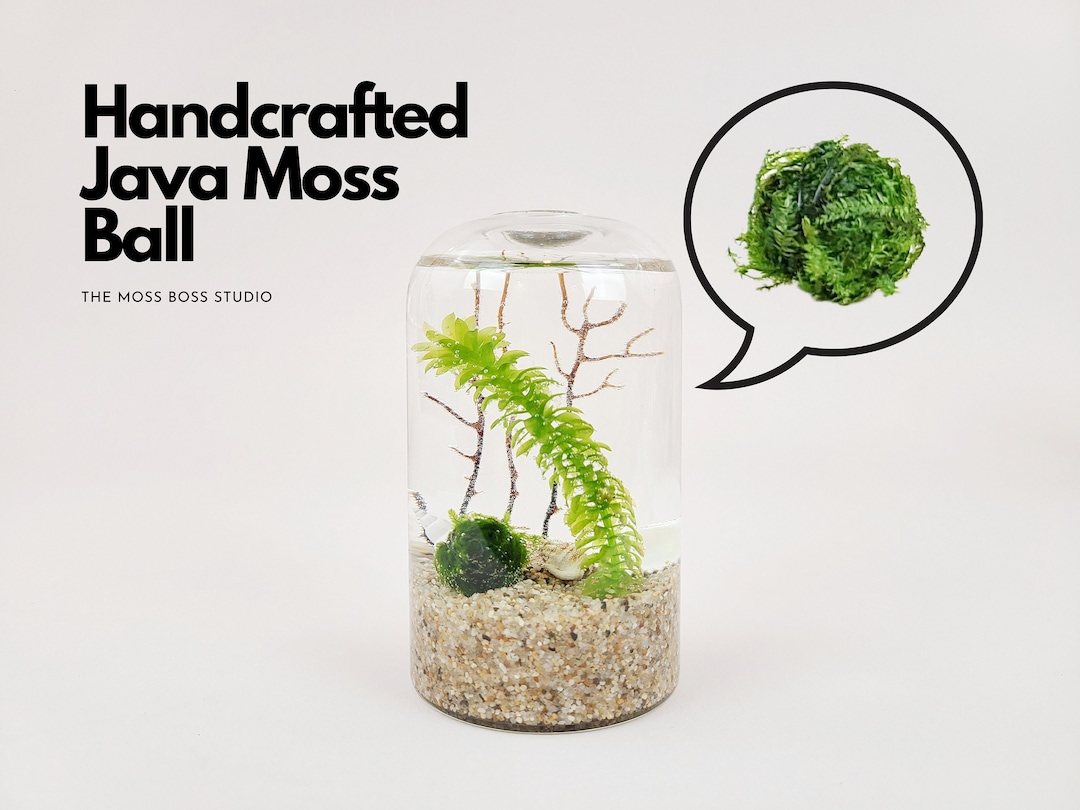 Decorating with Moss Balls - 2 Bees in a Pod