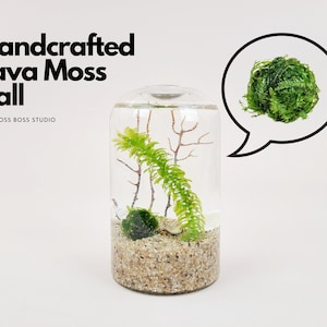 May include: Handcrafted Java Moss Ball in a clear glass jar with a white sand base. The moss ball is green and the jar is filled with water. The text "Handcrafted Java Moss Ball" is written in black text above the jar. The text "THE MOSS BOSS STUDIO" is written in black text below the jar.