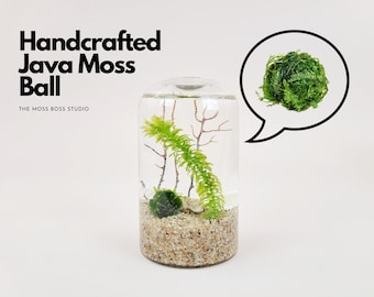 CY Bud Vase Java Moss Ball DIY Terrarium Craft Kit Cadeaux uniques Accessoires de bureau Cadeaux de la fête des Mères Décoration d'intérieur mignonne Plante d'intérieur