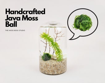 CY Bud Vase Java Moss Ball DIY Terrarium Craft Kit Unique Gifts Office Desk Accessories Christmas Day Gifts Cute Home Decor Indoor Plant