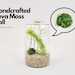 see more listings in the Java Moss Ball Terrarium section