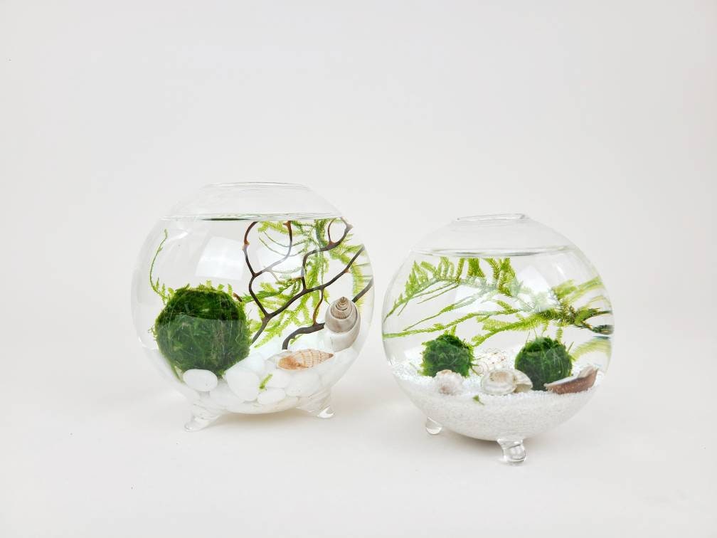 SALE GIANT Decanter Live Marimo Ball Zen Pet Terrarium  Террариумные  растения, Растения, Террариум с суккулентами