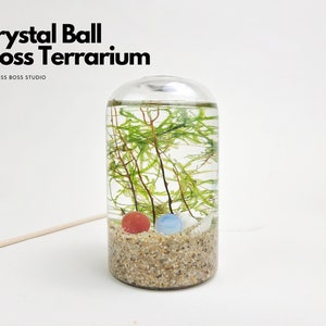CY Mini Crystal Ball Moss DIY Terrarium Kit Unique Gifts Office Desk Accessories Mother&#39;s Day Gifts Home Decor Plant Gifts DIY Craft Kit