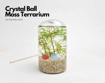 CY Mini Crystal Ball Moss DIY Terrarium Kit Unique Gifts Office Desk Accessories Birthday Day Gifts for Home Decor Plant Gifts DIY Craft Kit