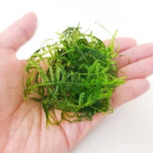 Java Moss Taxiphyllum Barbieri for Planted Tank Live Aquarium Decoration Terrarium Indoor Plant Accessories High Quality Aquarium Moss Plant