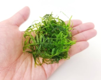 Java Moss Taxiphyllum Barbieri for Planted Tank Live Aquarium Decoration Terrarium Indoor Plant Accessories High Quality Aquarium Moss Plant