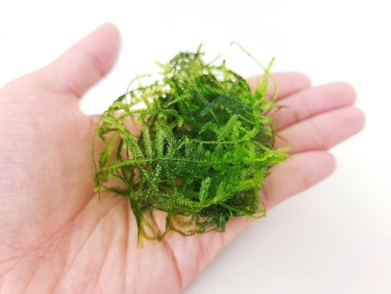 Java Moss for Aquariums - Taxiphyllum barbieri - Buy Live Plants