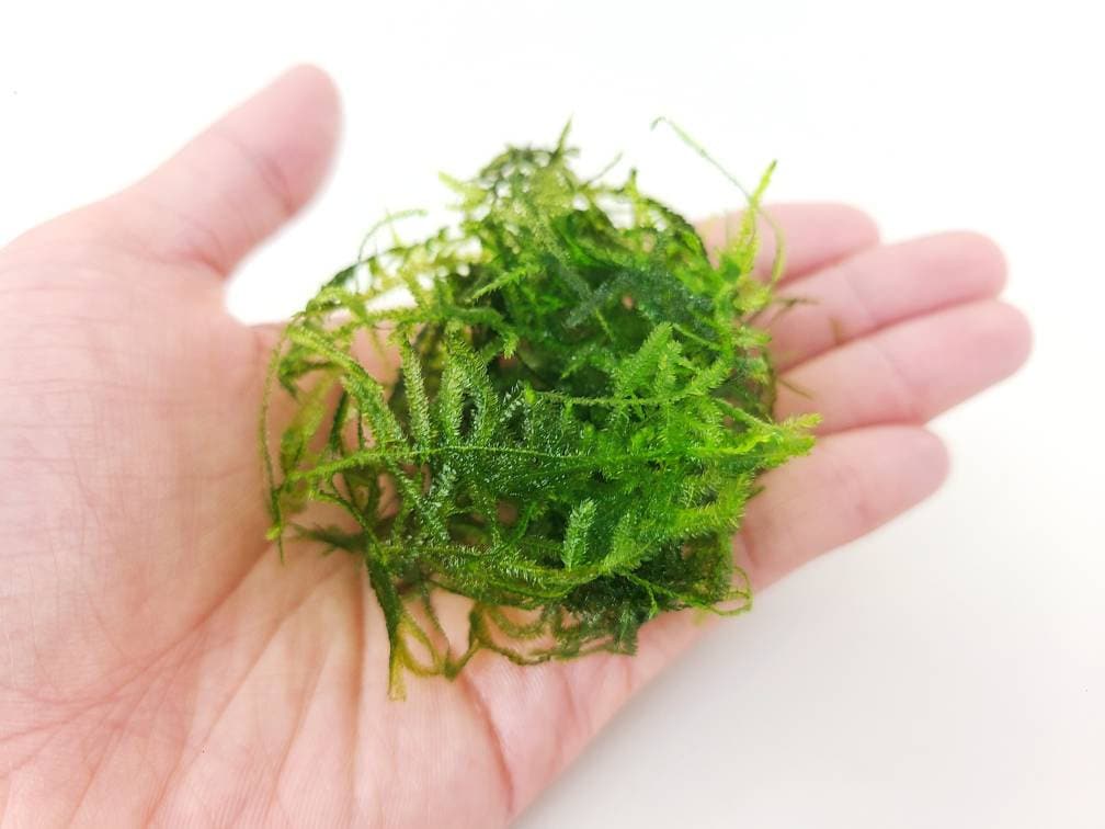 Java Moss Taxiphyllum Barbieri for Planted Tank Live Aquarium Decorat…