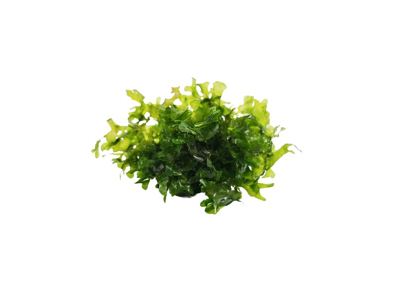 Subwassertang Lomariopsis Lineata Liverwort Planted Tank Live Aquarium Decoration Terrarium Indoor Plant Accessories Easy Live Aquarium Moss image 2