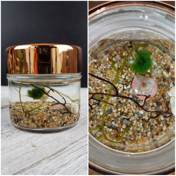 diy office gifts christmas image nano marimo moss ball terrarium overlook diy office desk etsy diy office gifts christmas image nano marimo moss ball terrarium overlook diy office desk etsy