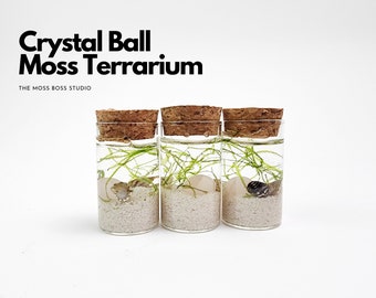 Set of 3 - Teo Mini Crystal Ball Terrarium Kit Home Office Desk Accessories DIY Craft Kit Valentine's Day Gift for Girlfriend Birthday