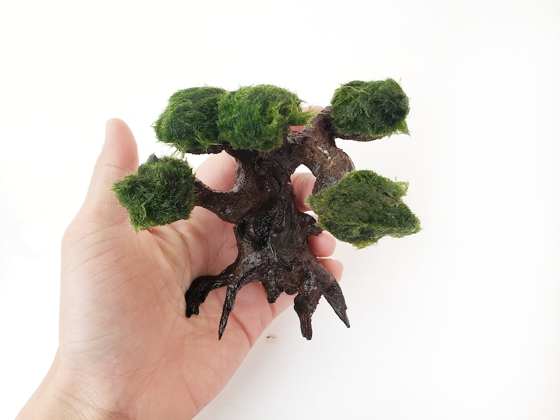 Marimo Moss Ball Driftwood Bonsai Tree for Aquarium Terrarium Etsy