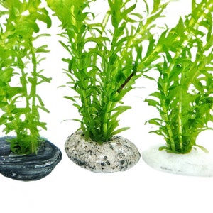 Live Plant Anchor Stone / Handcrafted Plant Weight / Natural Rock for Aquarium Decoration Low Tech Live Planted Tank Fish Shrimps Terrariums image 7