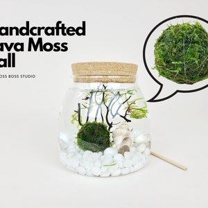 May include: Handcrafted Java Moss Ball in a clear glass jar with a cork lid. The jar contains white pebbles, a seashell, and a small branch. The moss ball is green and round. The text "Handcrafted Java Moss Ball" and "THE MOSS BOSS STUDIO" is visible in the image.