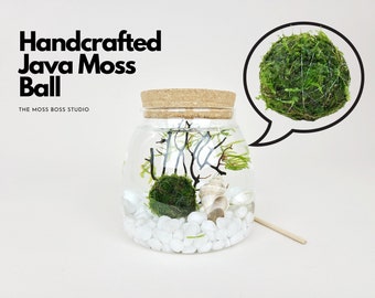 Ro Java Moss Ball Terrarium DIY Craft Kits for Office Desk Accessories Unique Birthday Gifts Indoor Plant Gift for Her Christmas Day Gifts