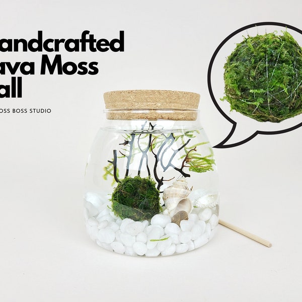 Ro Java Moss Ball Terrarium DIY Craft Kits for Office Desk Accessories Unique Birthday Gifts Indoor Plant Gift for Her Aquatic Terrarium