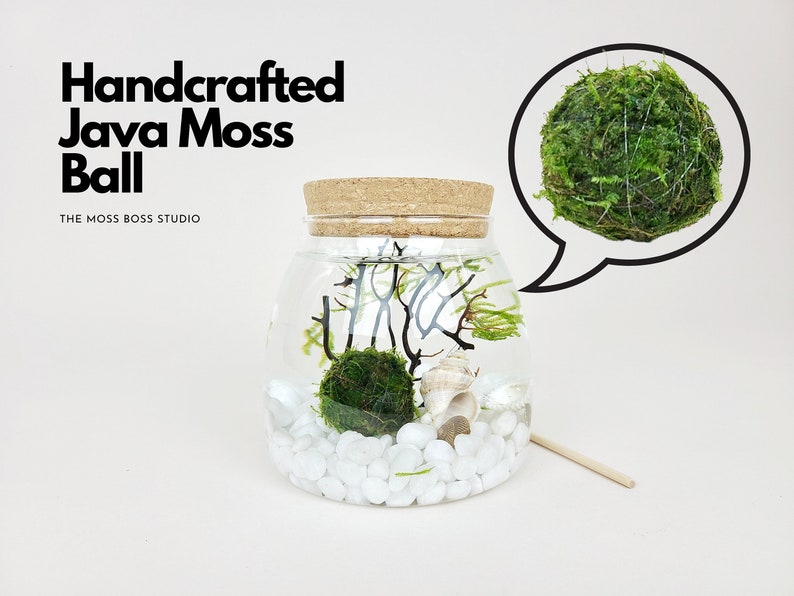 Ro Java Moss Ball Terrarium Kits de créations artisanales pour accessoires de bureau Cadeaux d'anniversaire uniques Cadeau plante d'intérieur pour elle Cadeaux de fête des mères image 1