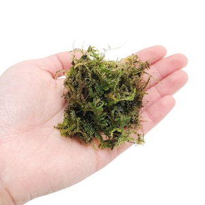 May include: A handful of green moss, with brown undertones, is held in an open palm against a white background. The moss appears to be dried and has a textured, natural appearance. This could be used for crafts or decorative purposes.