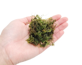 Buy 2 Get 1 FREE! Java Moss GRADE B Taxiphyllum Barbieri for Planted Tank Live Aquarium Decoration Indoor Plant Live Aquarium Moss