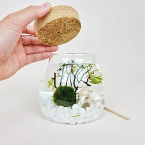 Ro Java Moss Ball Terrarium Kits de créations artisanales pour accessoires de bureau Cadeaux d'anniversaire uniques Cadeau plante d'intérieur pour elle Cadeaux de fête des mères image 3