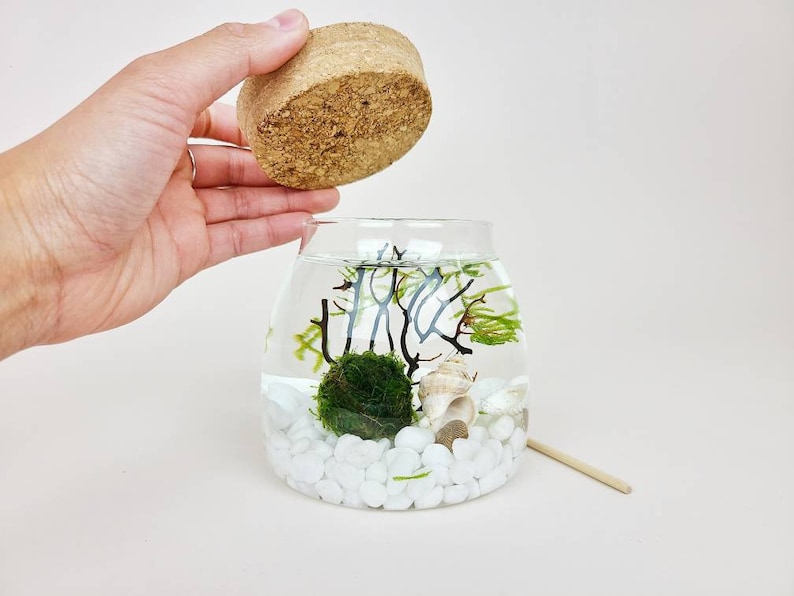 Ro Java Moss Ball Terrarium Kits de créations artisanales pour accessoires de bureau Cadeaux d'anniversaire uniques Cadeau plante d'intérieur pour elle Cadeaux de fête des mères image 3