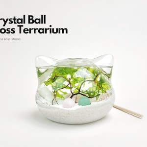 Big Cat Mini Crystal Ball Moss Terrarium DIY Craft Kit for Office Desk Accessories Indoor Plant Gift Valentine's Day Gifts for Her and Him