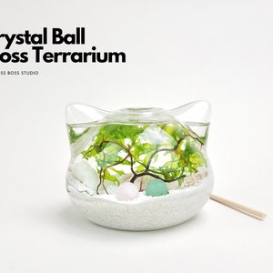 Big Cat Mini Crystal Ball Moss Terrarium DIY Craft Kit for Office Desk Accessories Indoor Plant Gifts Father&#39;s Day Gift Graduation Gift Idea