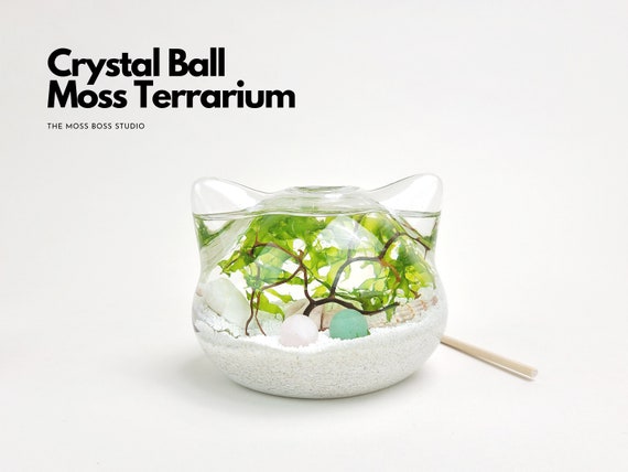 Big Cat Mini Crystal Ball Moss Terrarium DIY Craft Kit for Office Desk  Accessories Indoor Plant Gift for Her Christmas Day Gifts Terrarium 