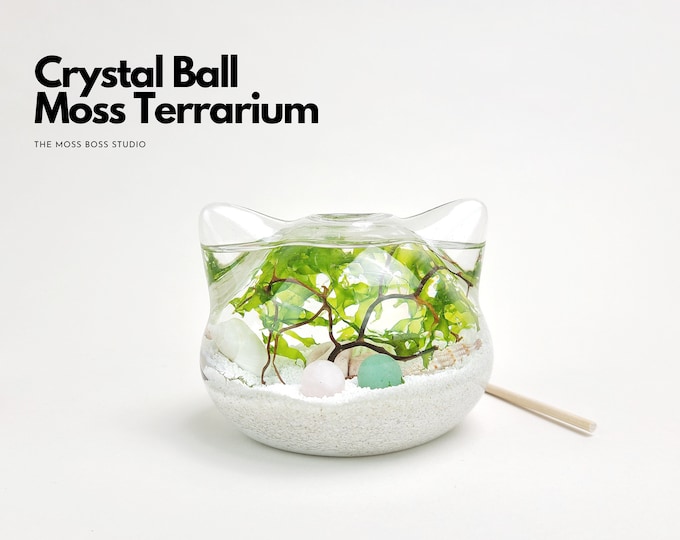 Big Cat Mini Crystal Ball Moss Terrarium DIY Craft Kit for Office Desk Accessories Indoor Plant Gifts for Her Unique Christmas Day Gift Idea