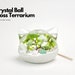 see more listings in the Terrarium à boule de cristal section