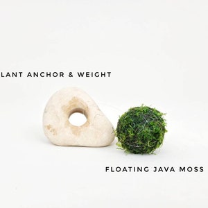 Floating Java Moss with Plant Anchor Live Aquarium Plant Terrarium Decoration Planted Tank Indoor Plant Unique Fathers Day Gift Holiday afbeelding 2