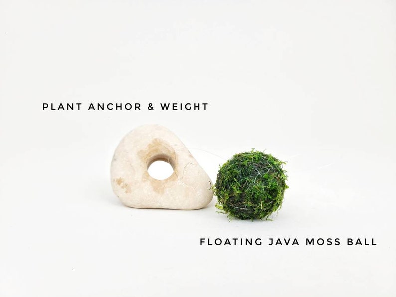 Floating Java Moss with Plant Anchor Live Aquarium Plant Terrarium Decoration Planted Tank Indoor Plant Unique Fathers Day Gift Holiday afbeelding 2